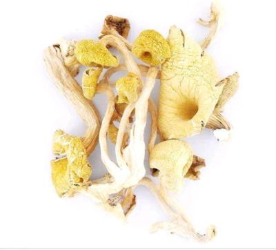 China Import and export dried dried yellow mushroom, manufacturer sales for sale