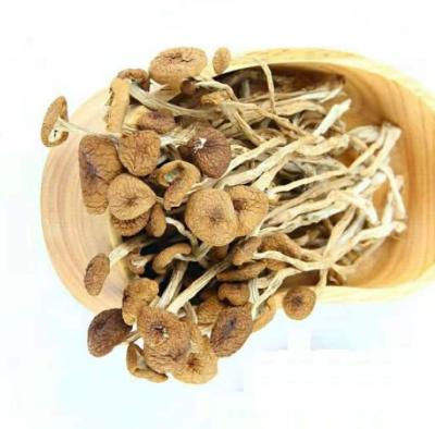 China Dried the tea tree best-selling dry mushroom is delicious for sale