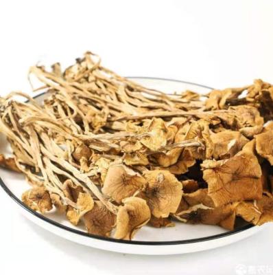 China Selected high quality dried tea tree mushrooms, a large number of sales, delicious taste for sale