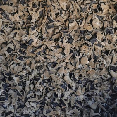 China High quality wild natural magic dry mushrooms dried black fungus for wholesales with good quality for sale