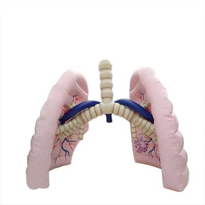 China Factory Customized Pvc Inflatable Lungs With Lung Tube Model For Show for sale