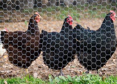 China Krabben-Hummer-Fisch-Blockiermaschendraht-Filetarbeit galvanisierte sechseckigen Maschendraht zu verkaufen