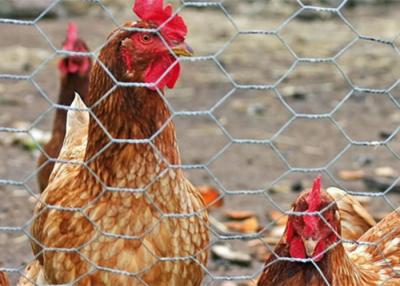 China Galvanisierter sechseckiger Draht Mesh Netting For Feeding Chicken BWG 12 und Haustiere zu verkaufen