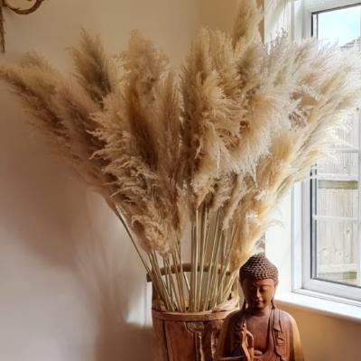 China Pampas Dry JDP-060 Wholesale Natural Dry Pampas Grass The Great Pampas Grass Wedding for sale