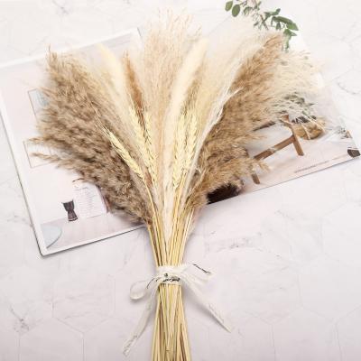 China JDP-57 Dry pampas dried flower bouquet wedding nature dried pampas grass tall pampas grass pompous bouquet pampas grass decor for sale