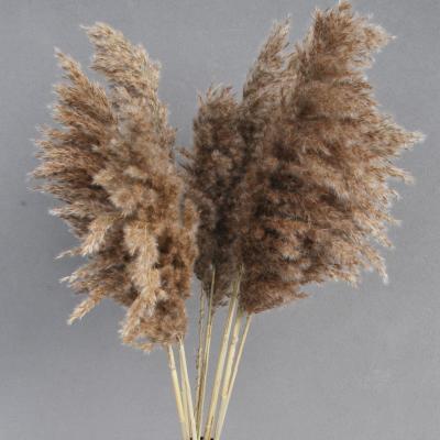 China Pampas Plant Pampas Grass Plume Pampas Natural Dry Shorts JDP-070 for sale