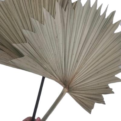 China DP-063 dry balanced toothed leaf dried large natural dry palm leaf in palm leaf for wedding decoration for sale