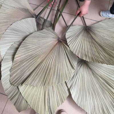 China DP-060 Style Dry Palm Leaf Long Stem Nordic Dry Palm Leaf Dried Flower For Cafe Window Decoration Wedding Set for sale