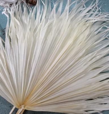 China DP-061 Dry Flower Palm Leaf Immortal Flower Dry Bleached Palmette For Wedding Flower Art Beautiful Home Decoration for sale