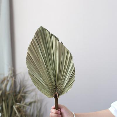 China DP-053 Natural Dried Palm Leaves Large Leaves Dried Palm Leaves For Wedding Scenes Flower Background Wall Decoration DIY Props for sale