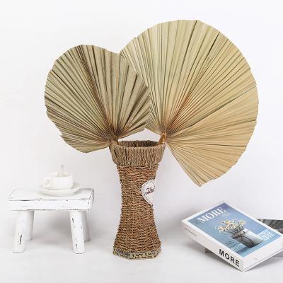 China DP-021 Wholesale Natural Palm Leaves Palm Leaves Natural Color Dried Palm Leaves For Room Decoration for sale