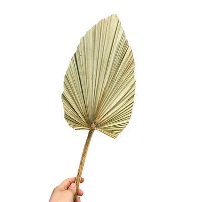 China DP-009 Hot Selling Large Natural Color Dried Flower Palm Leaf Dried Palm Leaves For Home Wedding Decor for sale