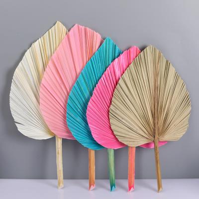 China Wholesale DP-J008 high quality preserved dry fan palm leaves natural palm leaf for wedding decoration palm leaf dried for sale