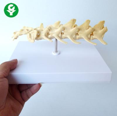 China Lumbar Vertebra Advanced Dog PVC Dog Bone Model Teaching Model for sale