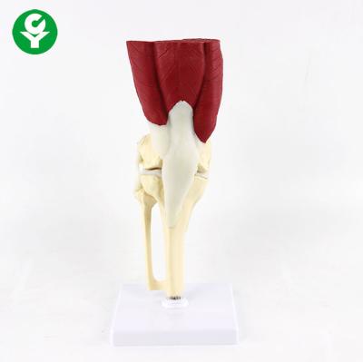 China PVC Advanced Medical Supplies Anatomical Knee Joint Model with Muscle for sale