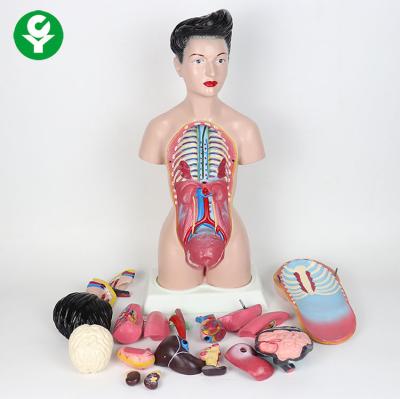 China Advanced PVC 44 Cm High Female Human Anatomy Torso Models 13 Pieces for sale