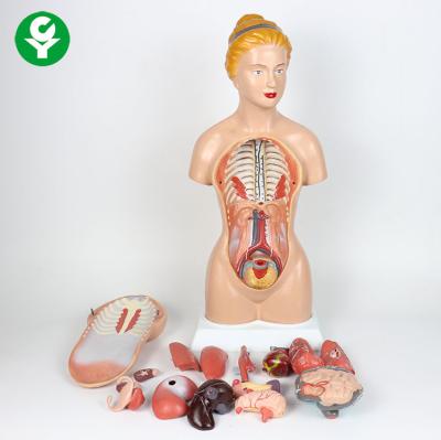 China PVC 45CM Advanced Human Female Torso Models Internal Female Torso Model 14 Anatomy Models for sale