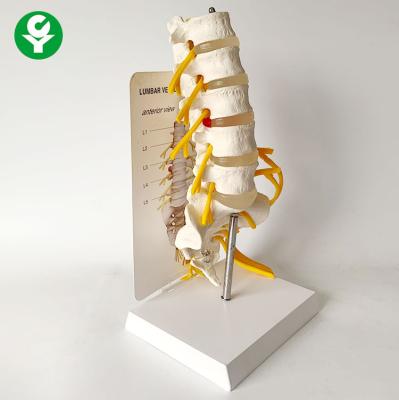 China PVC Medical Anatomical Plastic Lumbar Vertebrae Spine Model With Sacrum Skeleton Model for sale