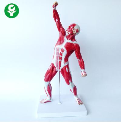 China Advanced Plastic PVC Human Body Muscle Anatomical Training Model for sale