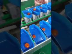 Yolk sorting and conveying project (vacuum packaging for option)