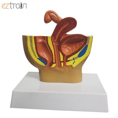 China Female Genital Organs Sectional Demonstration Education Pelvis Anatomical Model for sale