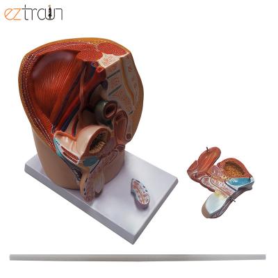 China Education Four Part Midsection Male Pelvis Anatomy Model for sale