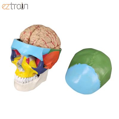 China 1 PC Human Skull Model, 8 Parts Brain Human Skull Anatomy for sale