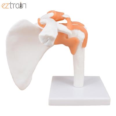 China Educational Life Size Human Skeletal Anatomy Shoulder Joint Model Scientific Teaching with Ligaments for sale