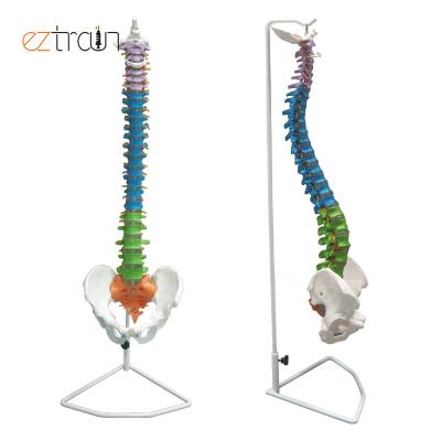 China 1 PC Color Spine Model 85cm 3D Model Highly Flexible Human Spine Model with Pelvic for sale