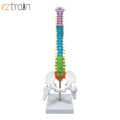 China 1 pc 45cm color human spine model, vertebrae column model, removable pelvic for sale