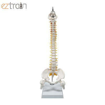 China 1 PC Flexible Human Model, Budget Spine Model, Removable 45cm Spine Anatomy Pelvic for sale