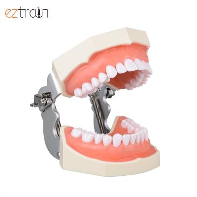 China Dental Education Typodont Teeth Models Study Cavity Preparation Dental Training Models for sale