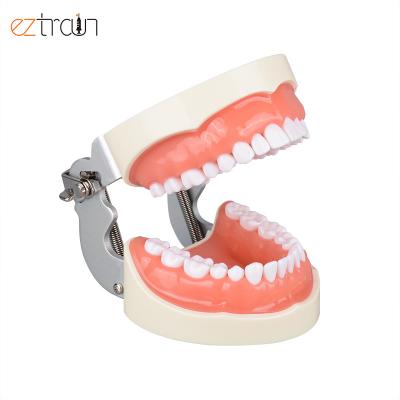 China 32 Teeth Oral Dental Model Preparation Education Students Dental Model for sale