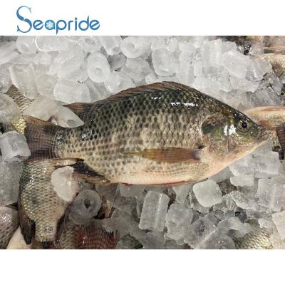 China Nutritious Tilapia 1000g+ Fish 10kgs Per Box for sale