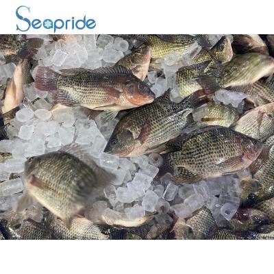 China Whole Black 100-200g Round Of Nutritious Tilapa Fish For Sale for sale