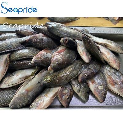 China FROZEN Tilapia / Black Tilapia / Red Tilapia Fish for sale