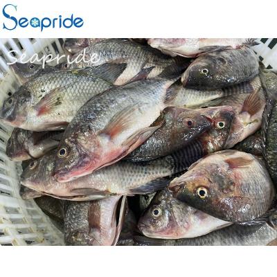 China Wholesale FROZEN Processed Frozen Black Tilapia Fish for sale