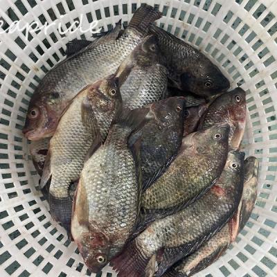 China China Factory FROZEN Fresh Fish Frozen Gutted Scaled Tilapia for sale