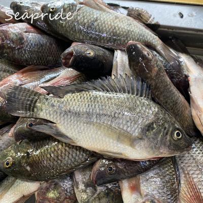 China FROZEN quality gutted and measured black tilapia whole cleaned gs for sale