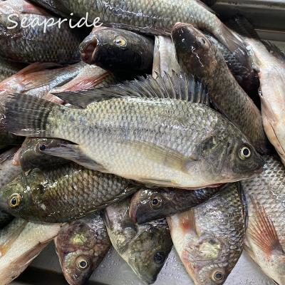 China Wholesale fresh frozen black tilapia frozen seafood wholesale for sale