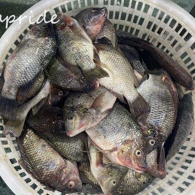 China 10kg Bulk FROZEN Packed Black Tilapia With 90% Nw for sale