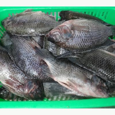 China FROZEN Fresh Frozen Black Tilapia Fish Supplier in China for sale