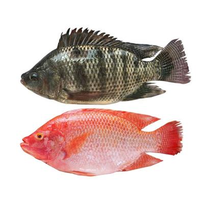 China China FROZEN farming frozen fish red and black tilapia for sale