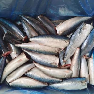 China Pacific Mackerel japonicus 300-500g from the land FROZEN HGT frozen Scomber for canned food for sale