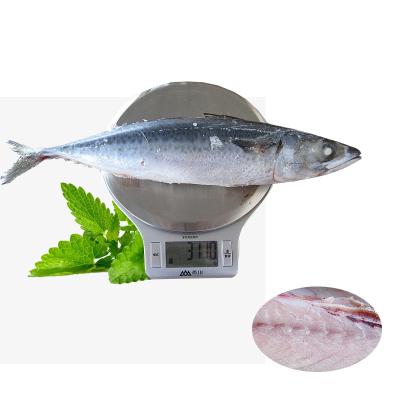 China China High Quality FROZEN Pacific Mackerel Fish With Supplier for sale