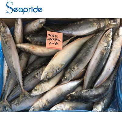 China China sea forzon nutritious pacific mackerel for sale