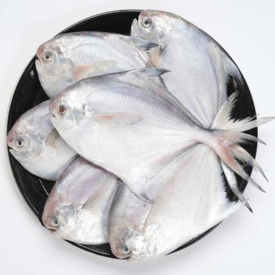 China Export jelly 400-600g/600-800g/800g+ pomfret small size white fish blocks for sale