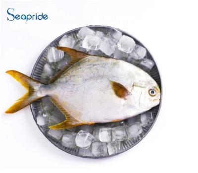 China China Supplier FROZEN golden damselfish fish frozen seafood for sale