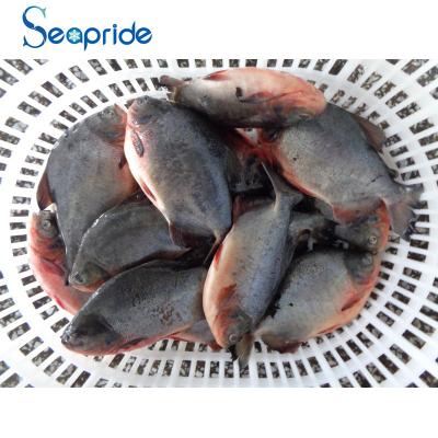 China Pacu FROZEN high quality red frozen damselfish for sale