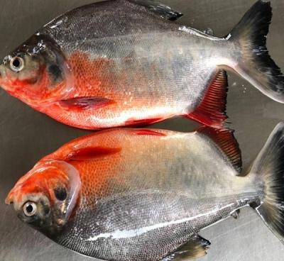 China Best FROZEN Agricultural Goldfish from Castagnoles for sale